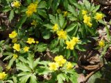 Anemone ranunculoides