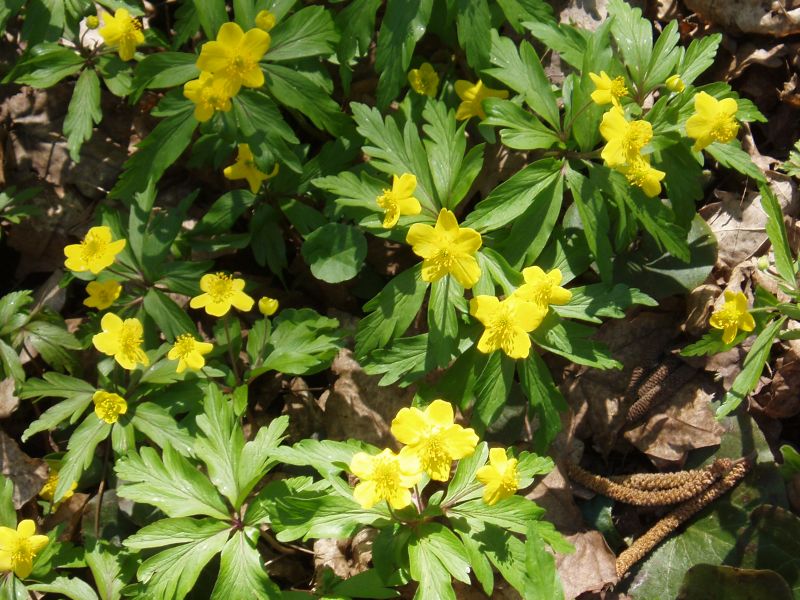 Изображение особи Anemone ranunculoides.