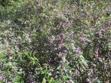 Hovea acutifolia. Цветущее растение. Австралия, г. Брисбен, ботанический сад. 07.08.2016.