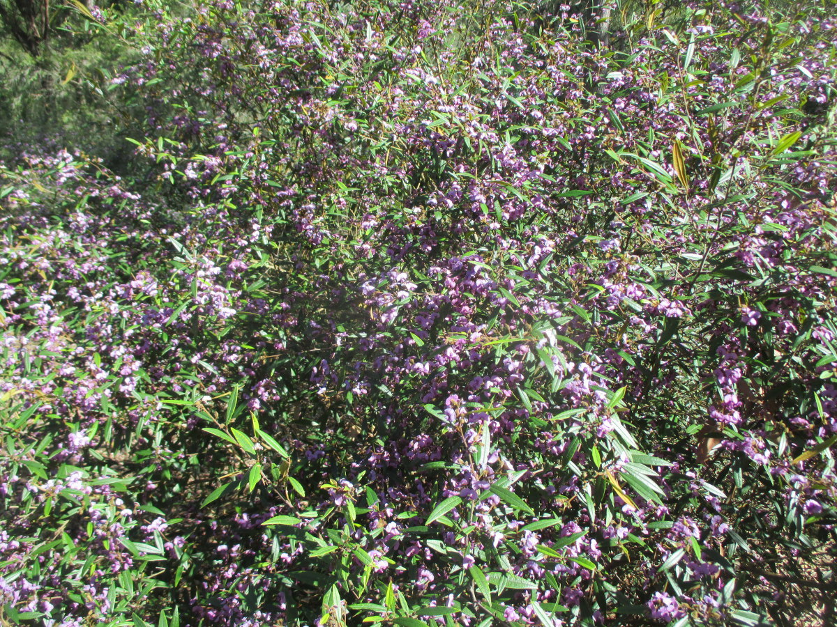 Изображение особи Hovea acutifolia.