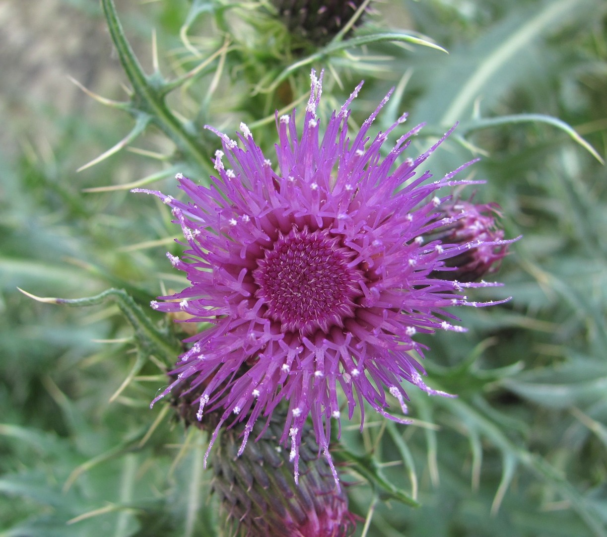 Изображение особи Cirsium elbrusense.