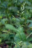 genus Festuca. Соцветие. Украина, Донецк, лесополоса. 09.06.2017.