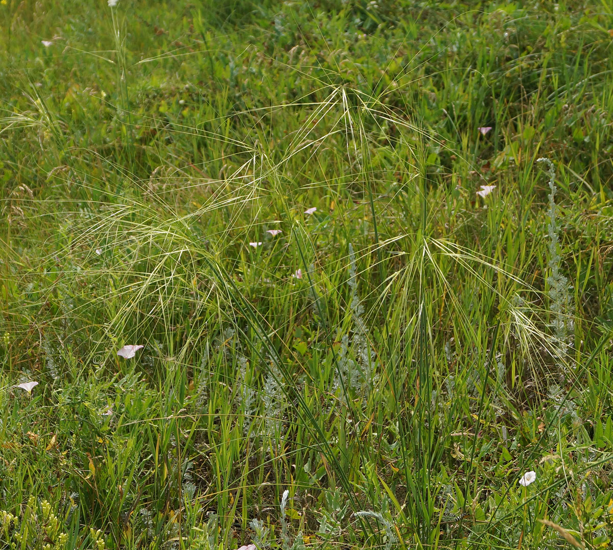 Изображение особи род Stipa.