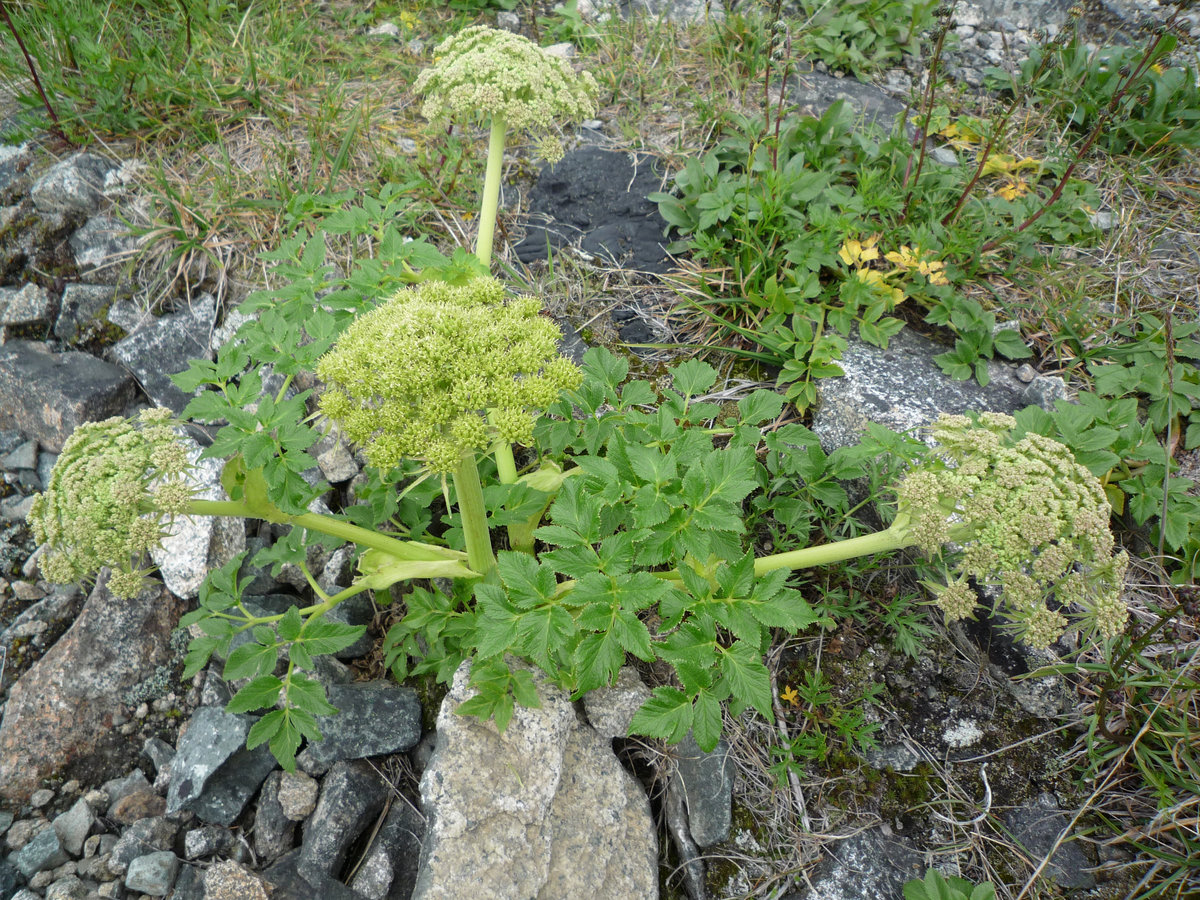 Изображение особи Coelopleurum gmelinii.