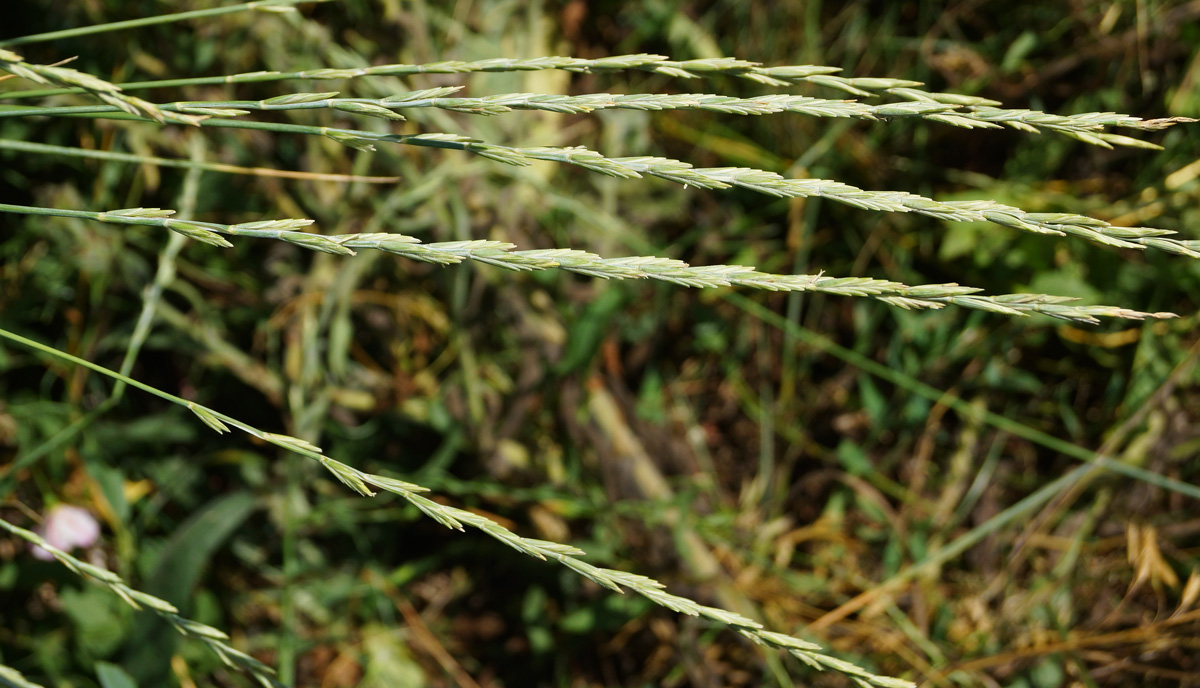 Image of Elytrigia repens specimen.