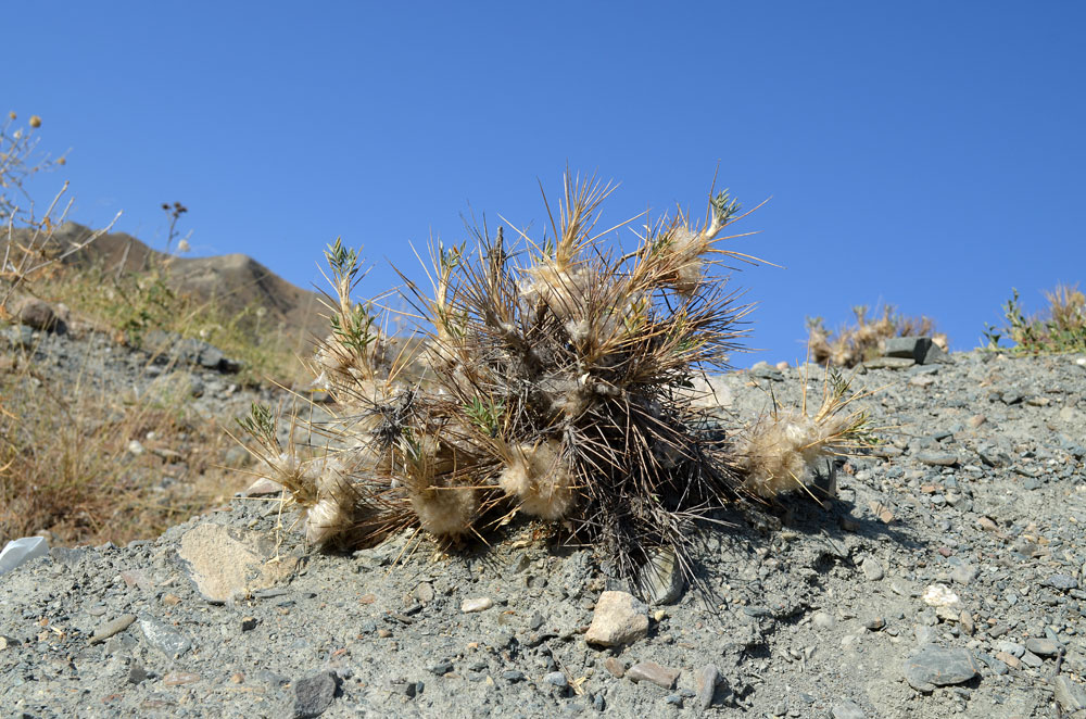 Image of Astragalus pterocephalus specimen.