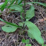 Tephroseris integrifolia. Нижняя часть побега. Свердловская обл., окр. г. Североуральск, сосняк на известняках. 21.06.2007.