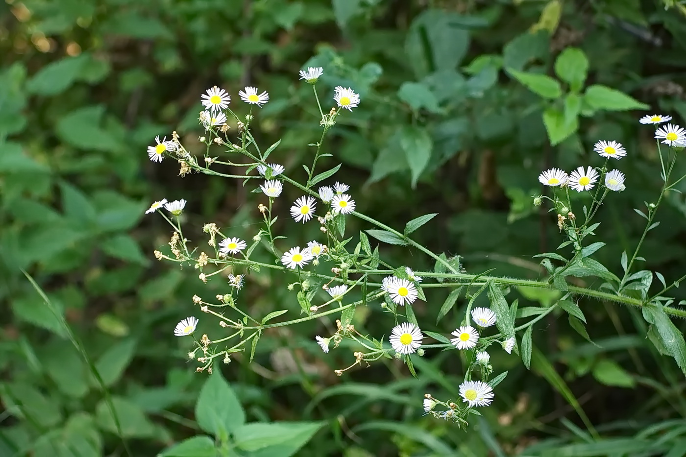 Image of Erigeron annuus specimen.