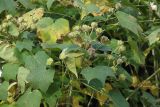 Смотреть изображение семейство Malvaceae