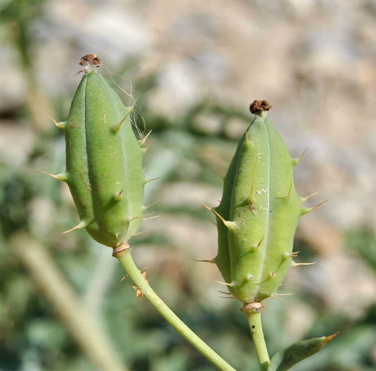 Image of Argemone corymbosa specimen.