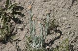 Helichrysum graveolens. Расцветающие растения. Горный Крым, гора Южная Демерджи. 21.06.2009.