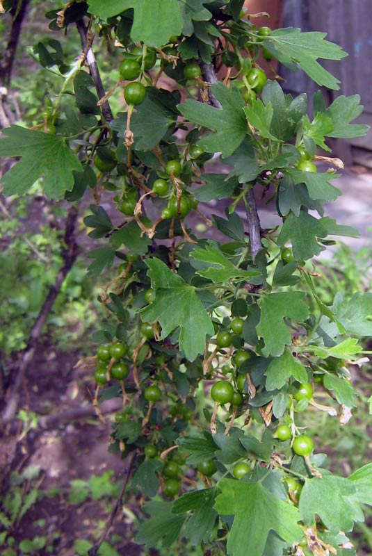 Image of Ribes aureum specimen.