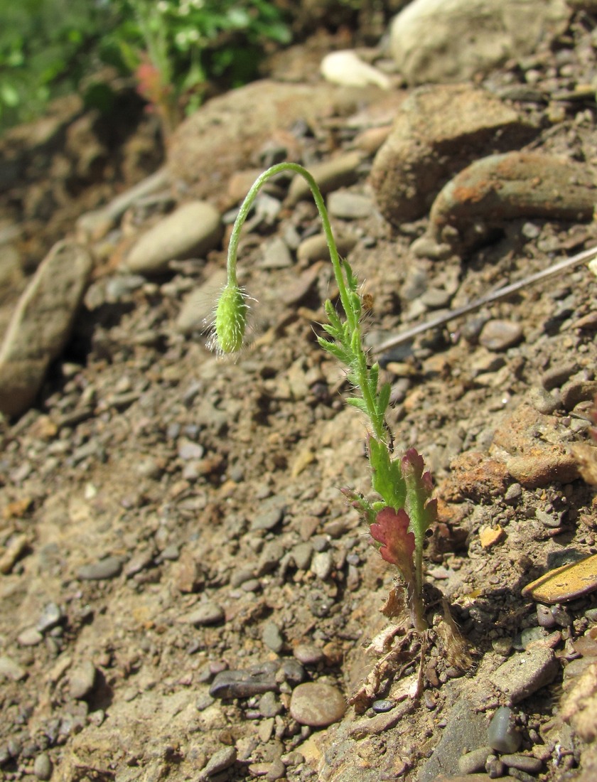 Image of Papaver dubium specimen.