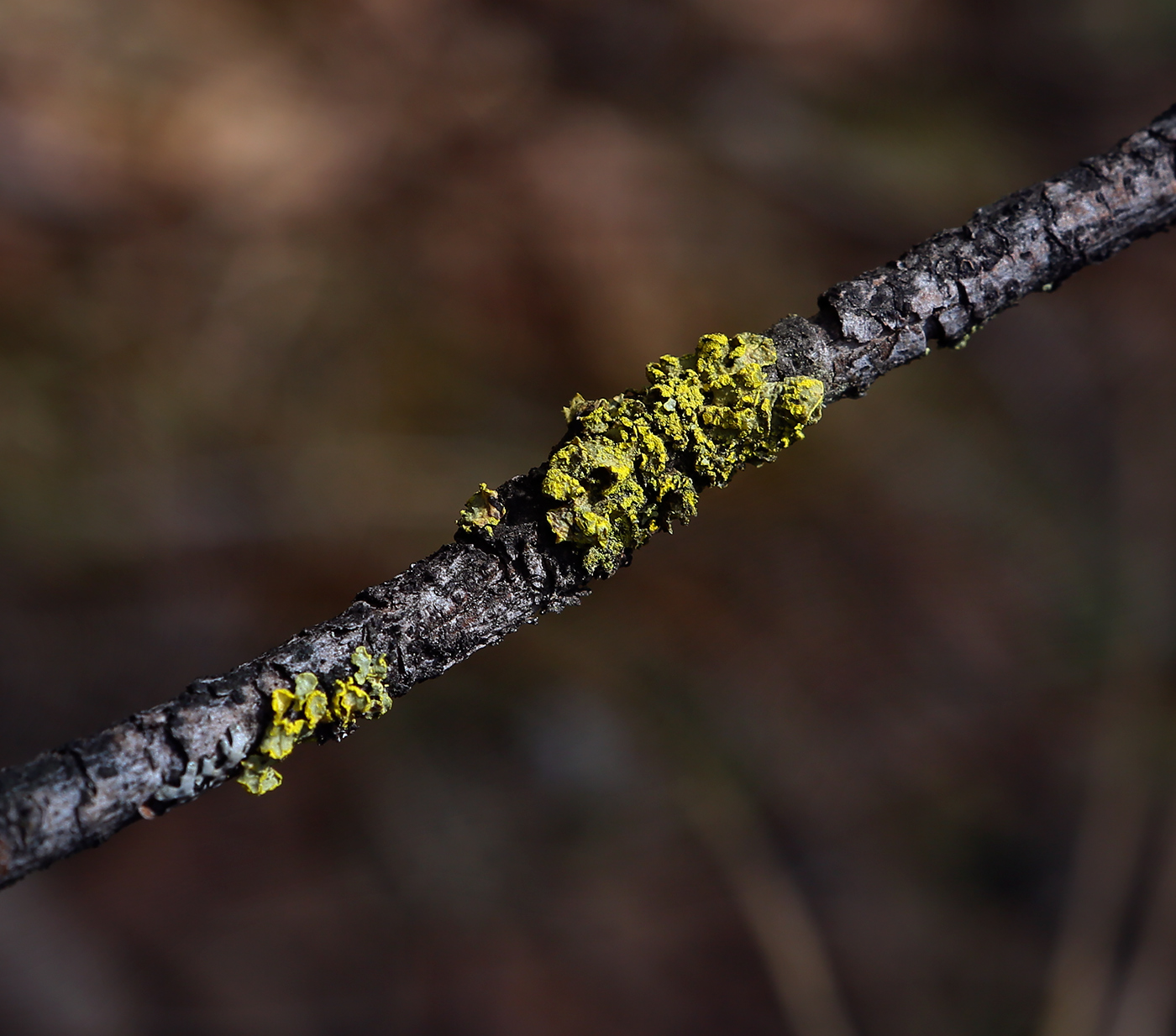 Изображение особи Xanthoria parietina.