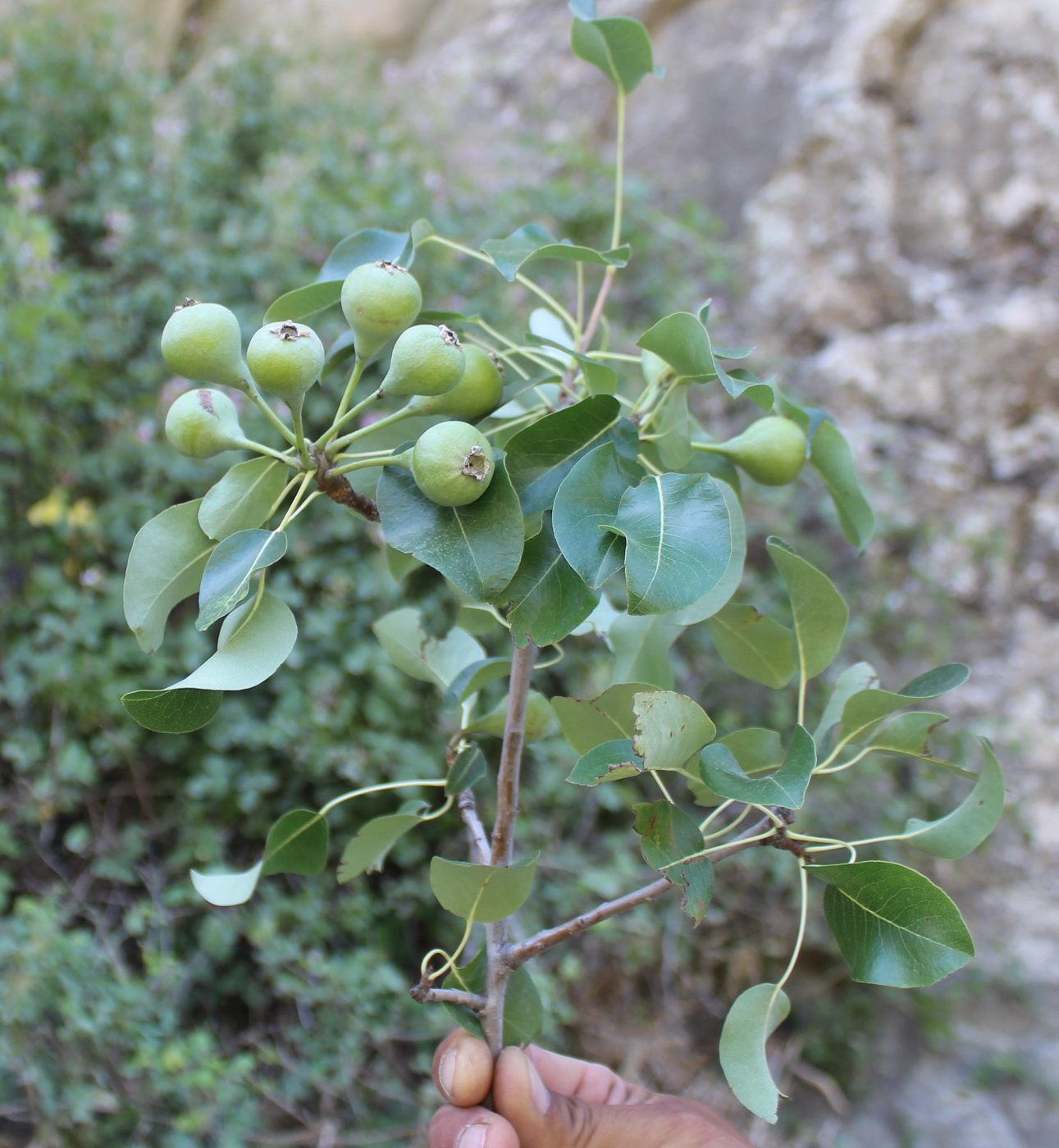 Изображение особи Pyrus turcomanica.