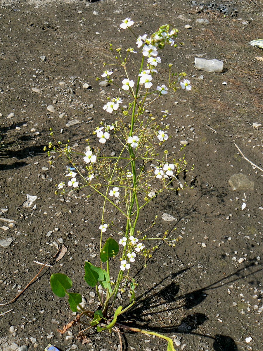 Image of Alisma plantago-aquatica specimen.