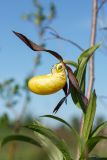 Cypripedium calceolus. Цветок. Ленинградская обл., Гатчинский р-н, окр. пос. Пудость, луг в старом травертиновом карьере. 26.05.2018.