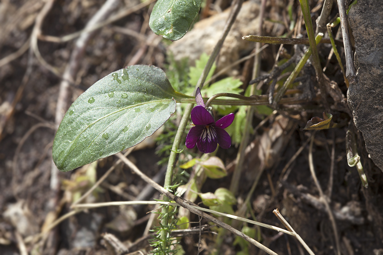 Image of Viola alaica specimen.