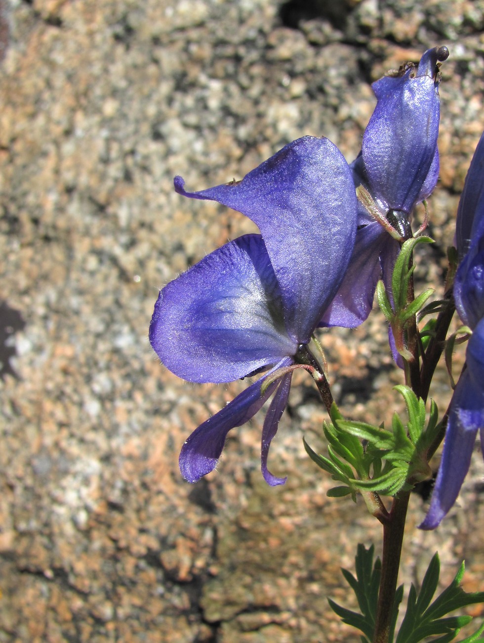 Изображение особи Aconitum cymbulatum.