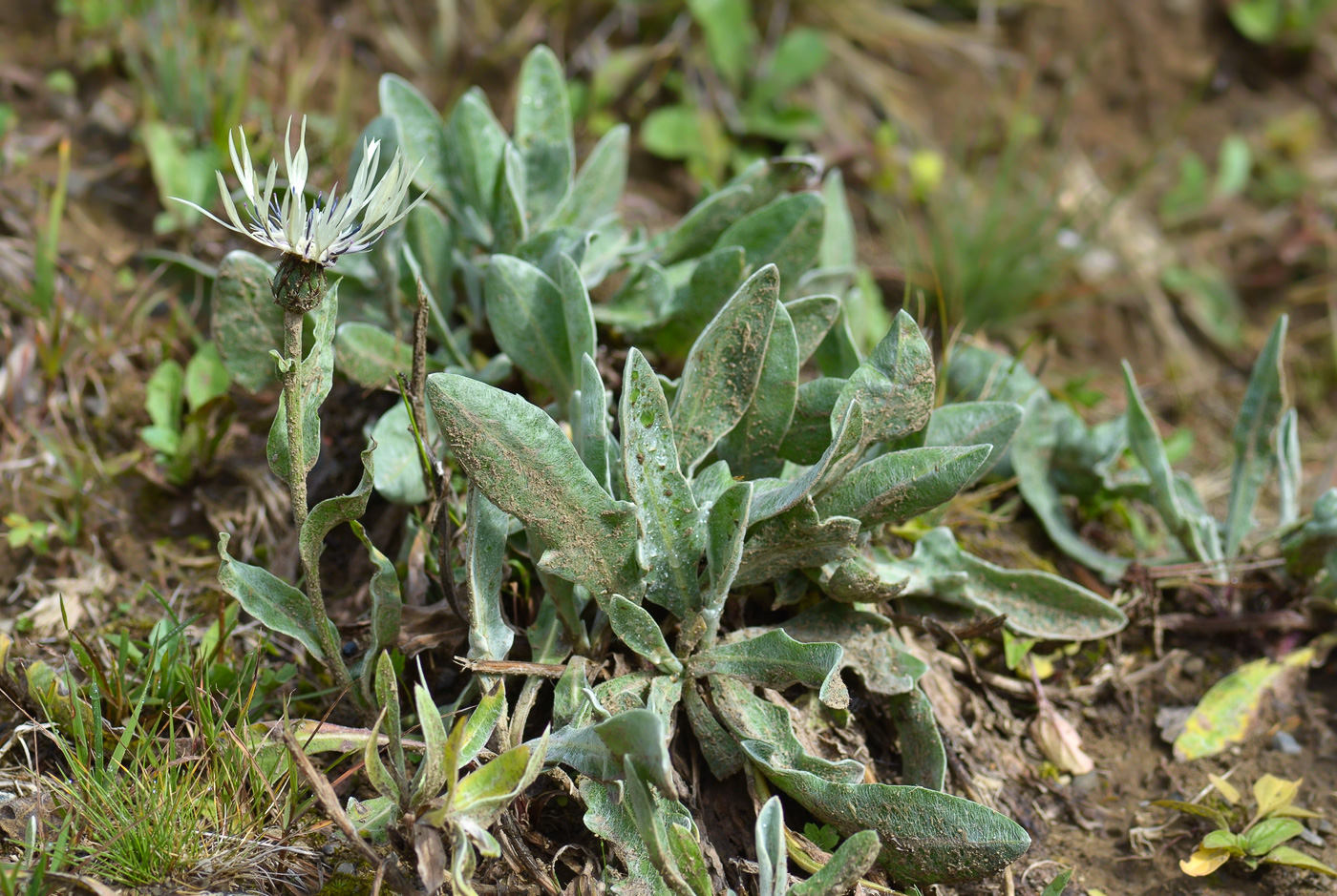 Изображение особи Centaurea cheiranthifolia.