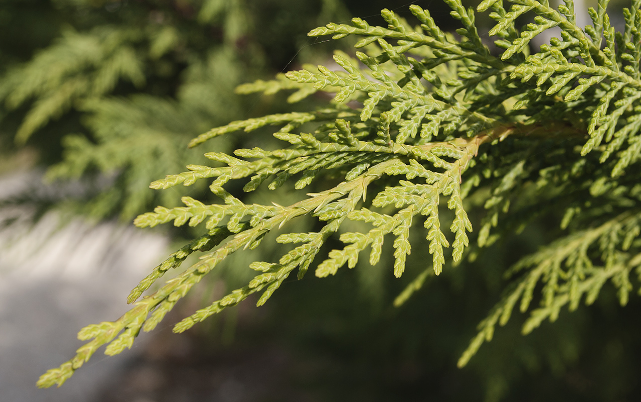 Image of Cupressus &times; leylandii specimen.