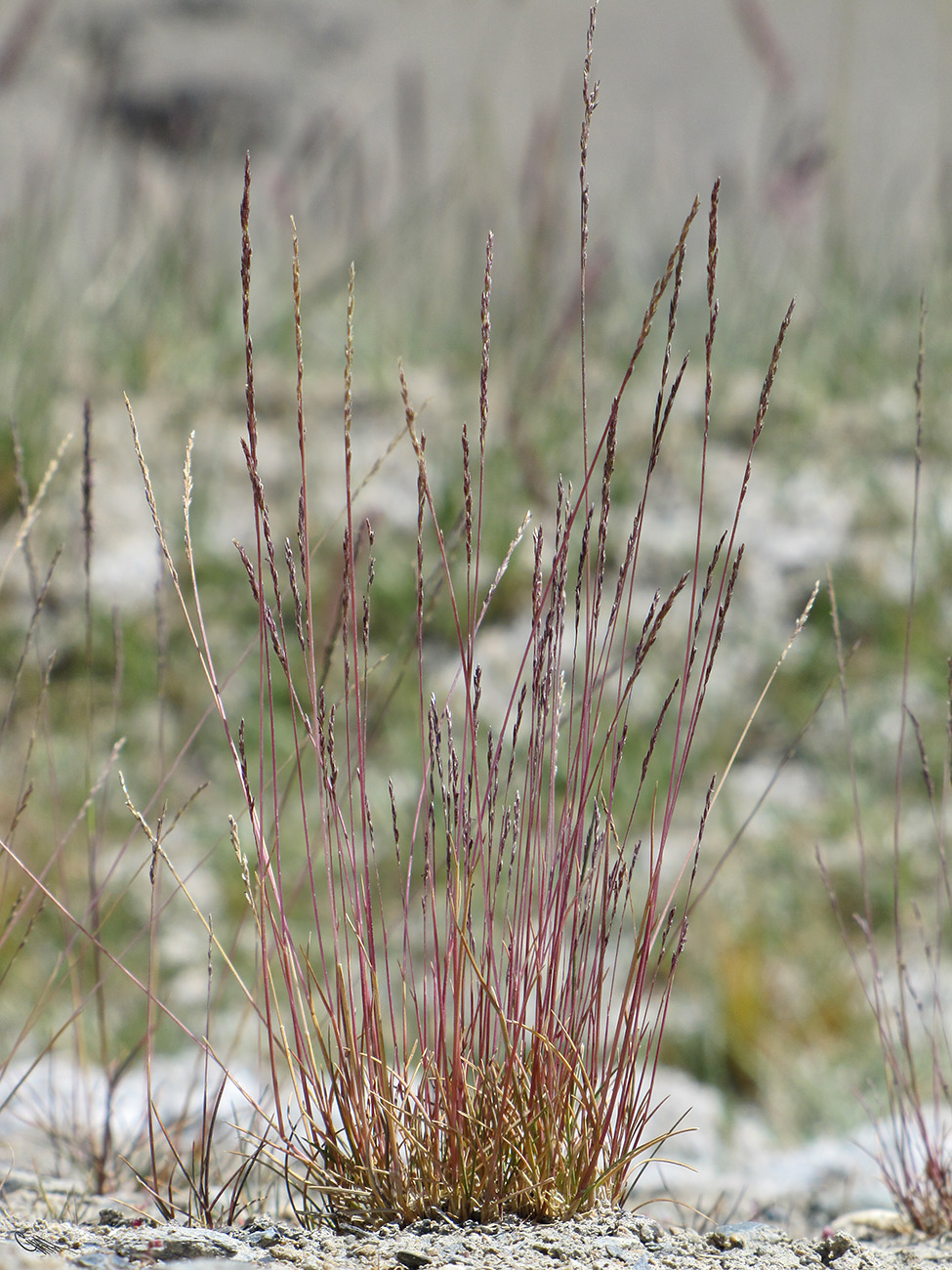 Image of Puccinellia pamirica specimen.