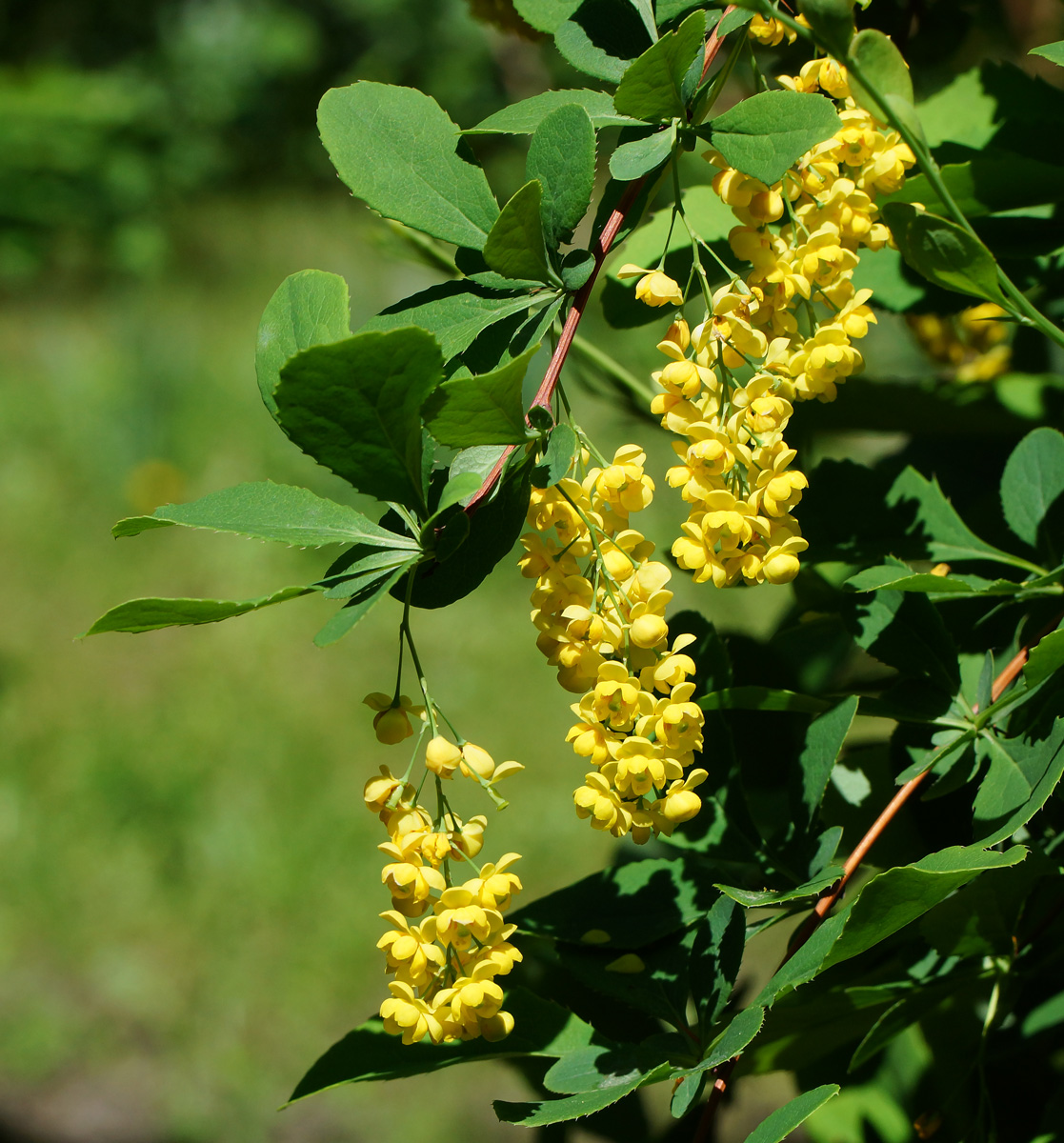 Изображение особи Berberis vulgaris.