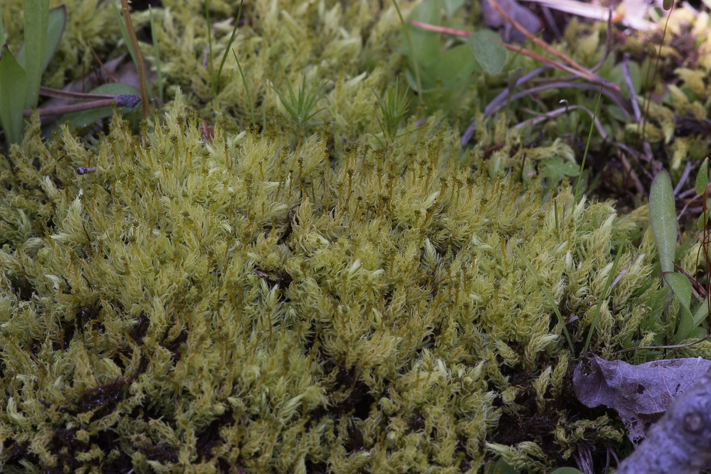 Image of Aulacomnium palustre specimen.