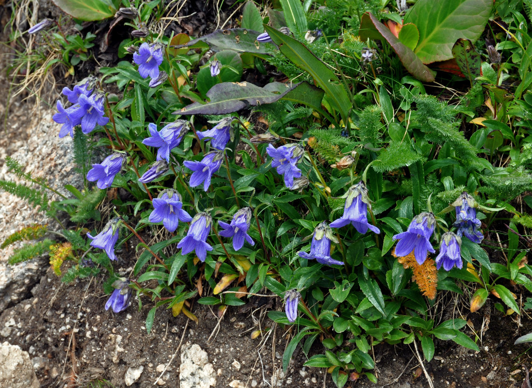 Image of Campanula dasyantha specimen.