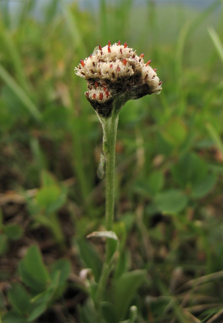 Изображение особи Antennaria carpatica.