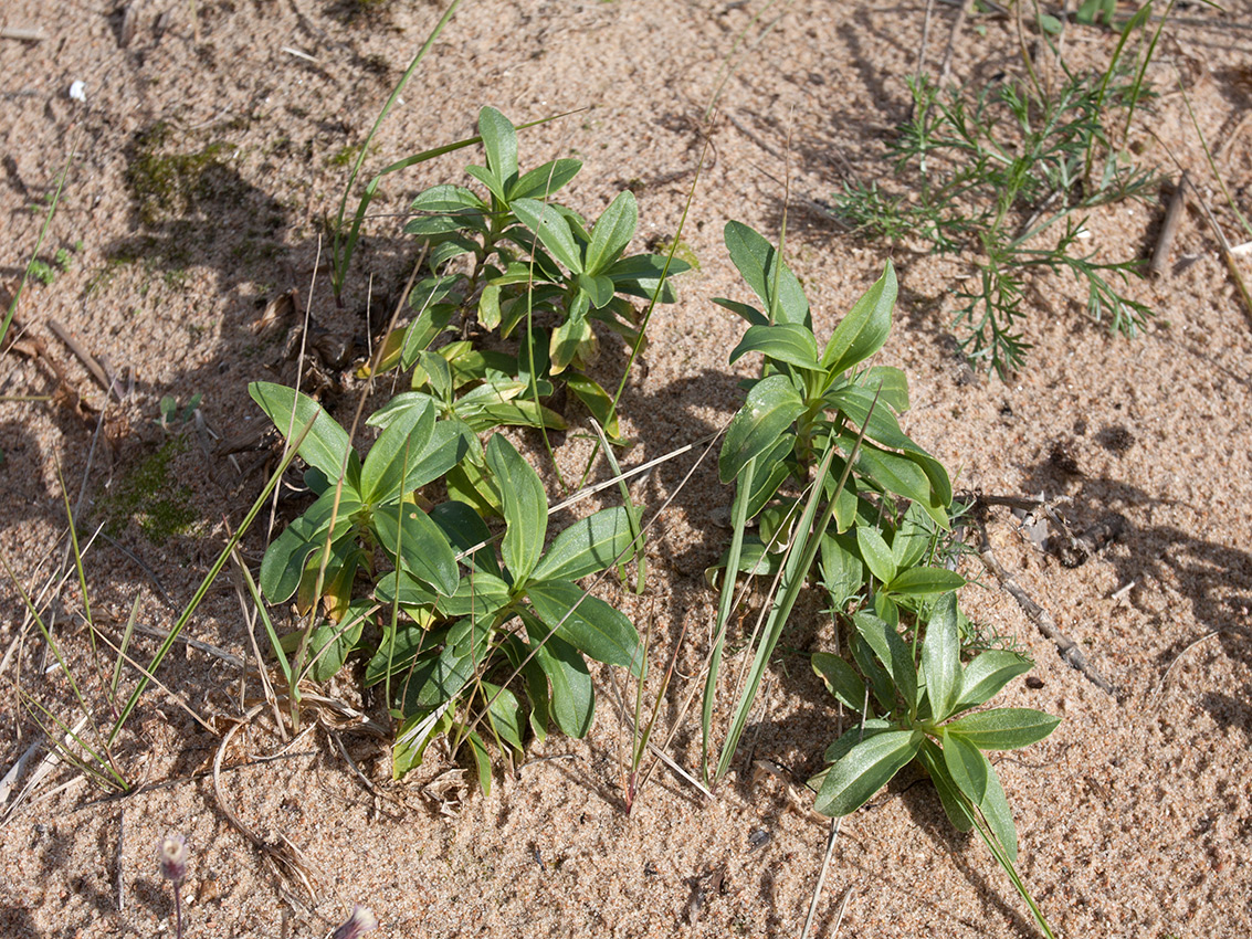 Изображение особи Saponaria officinalis.