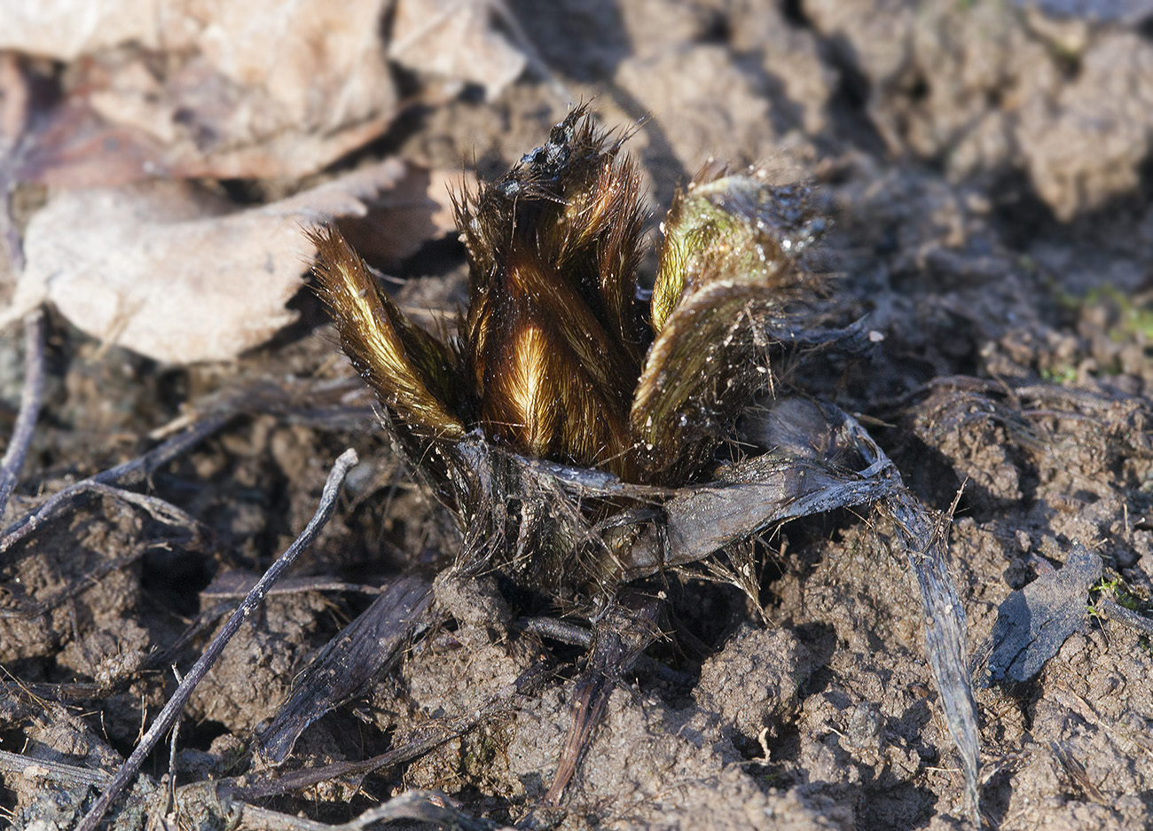 Изображение особи Meconopsis betonicifolia.