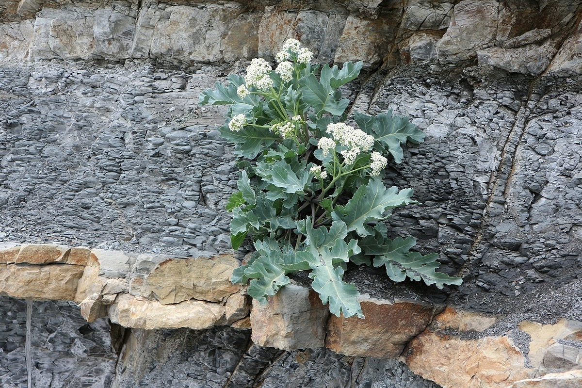 Image of Crambe maritima specimen.