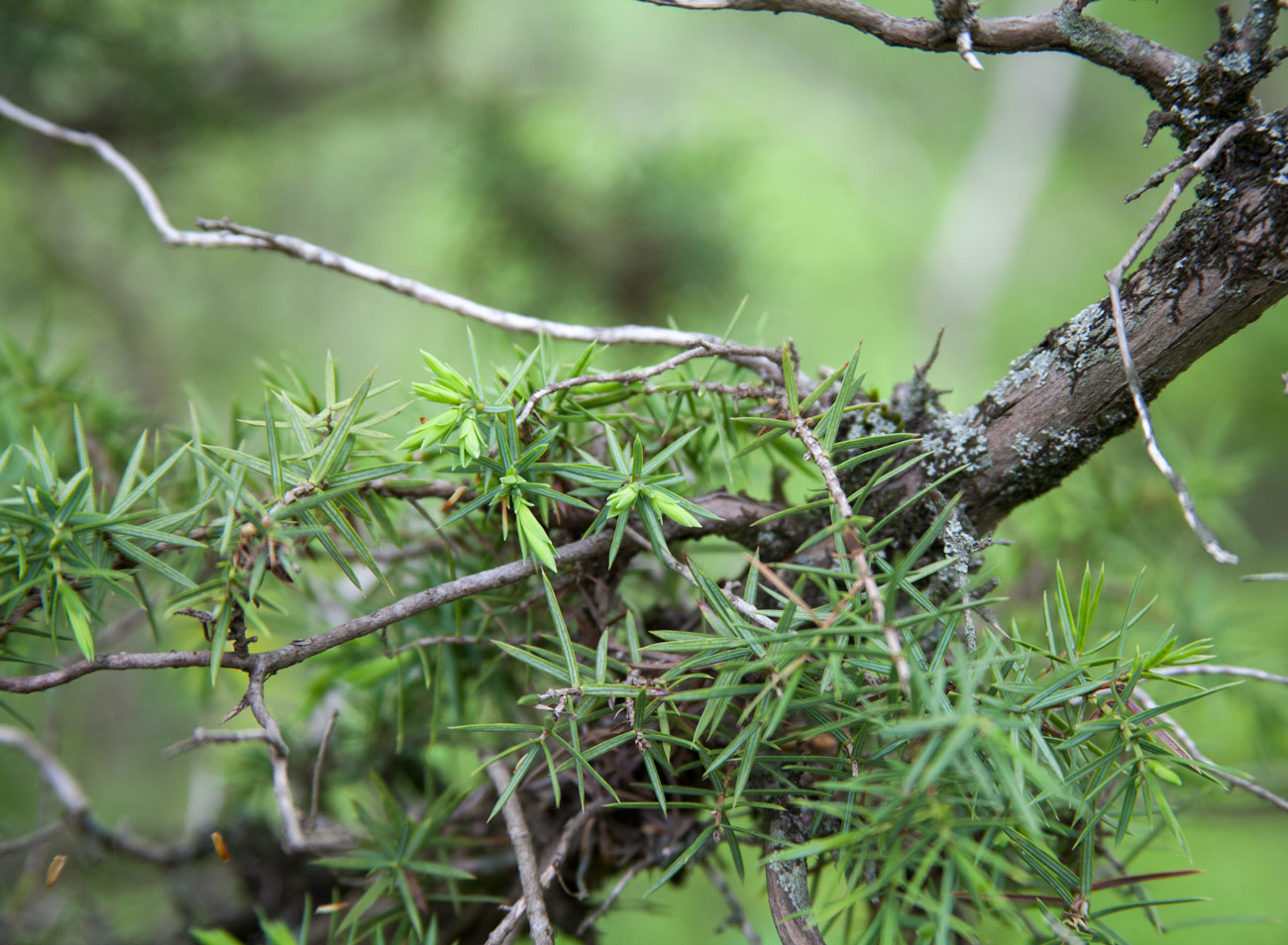 Image of Juniperus deltoides specimen.