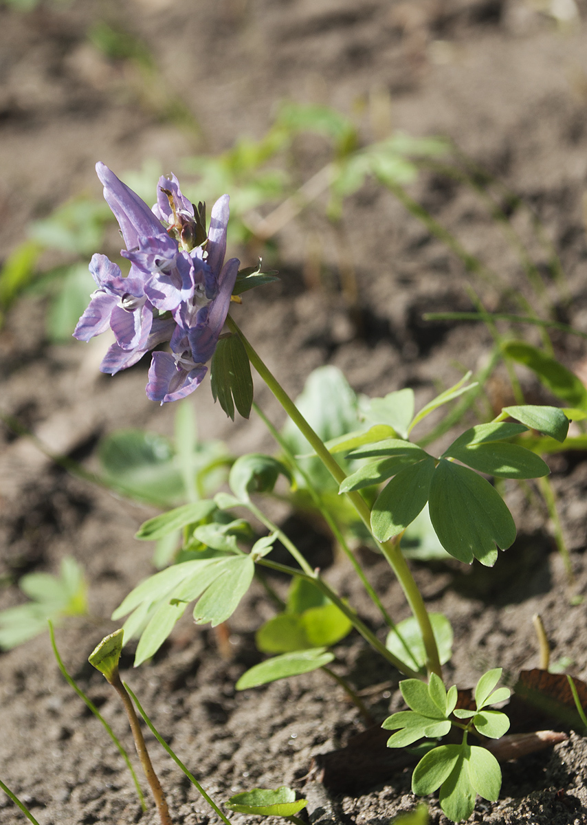 Image of Corydalis solida specimen.