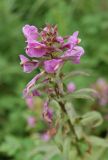 Смотреть изображение Pedicularis resupinata