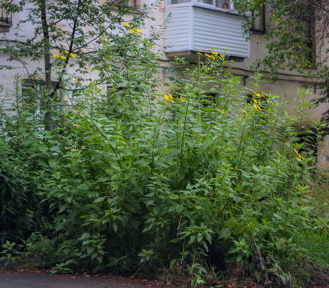 Изображение особи Helianthus tuberosus.