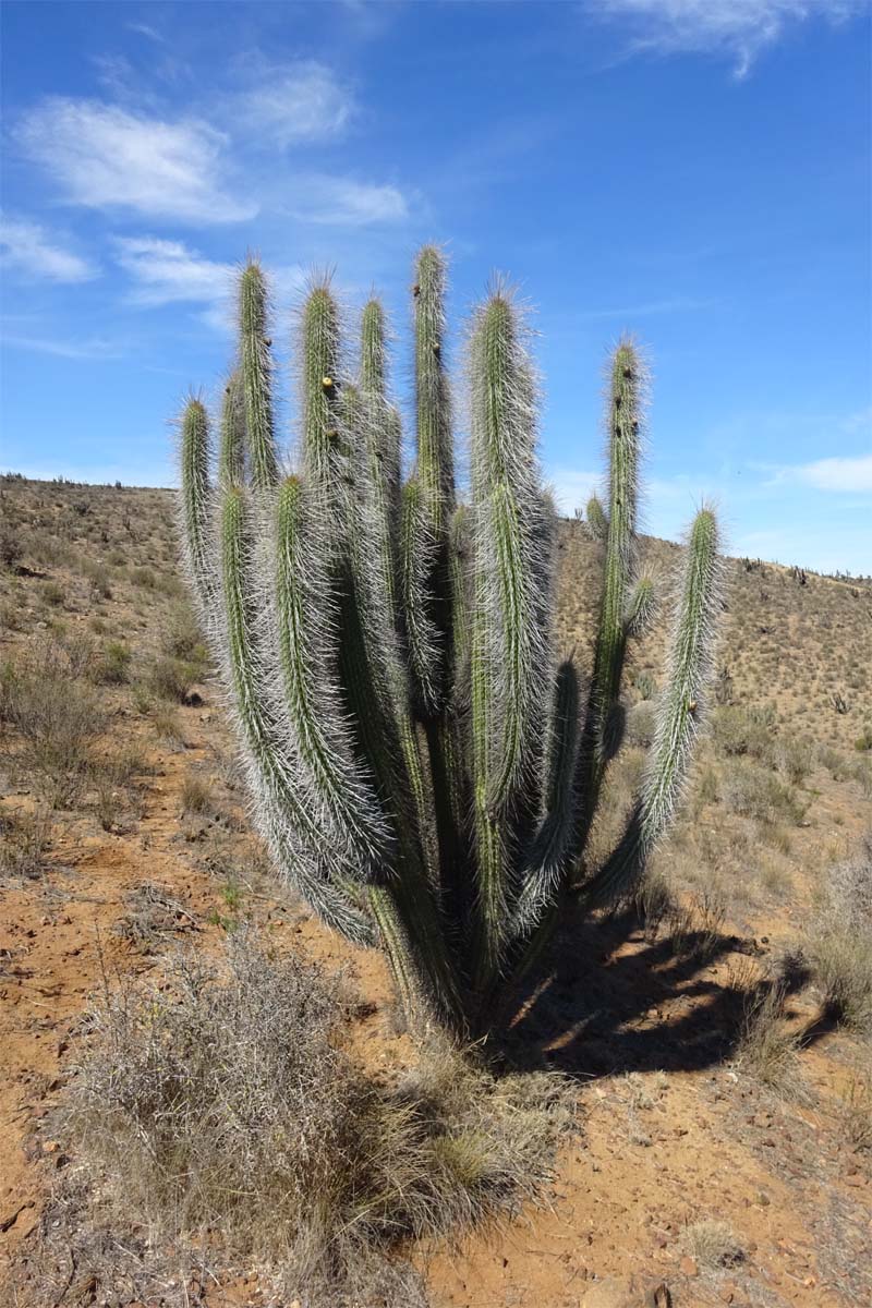 Изображение особи Trichocereus chiloensis.