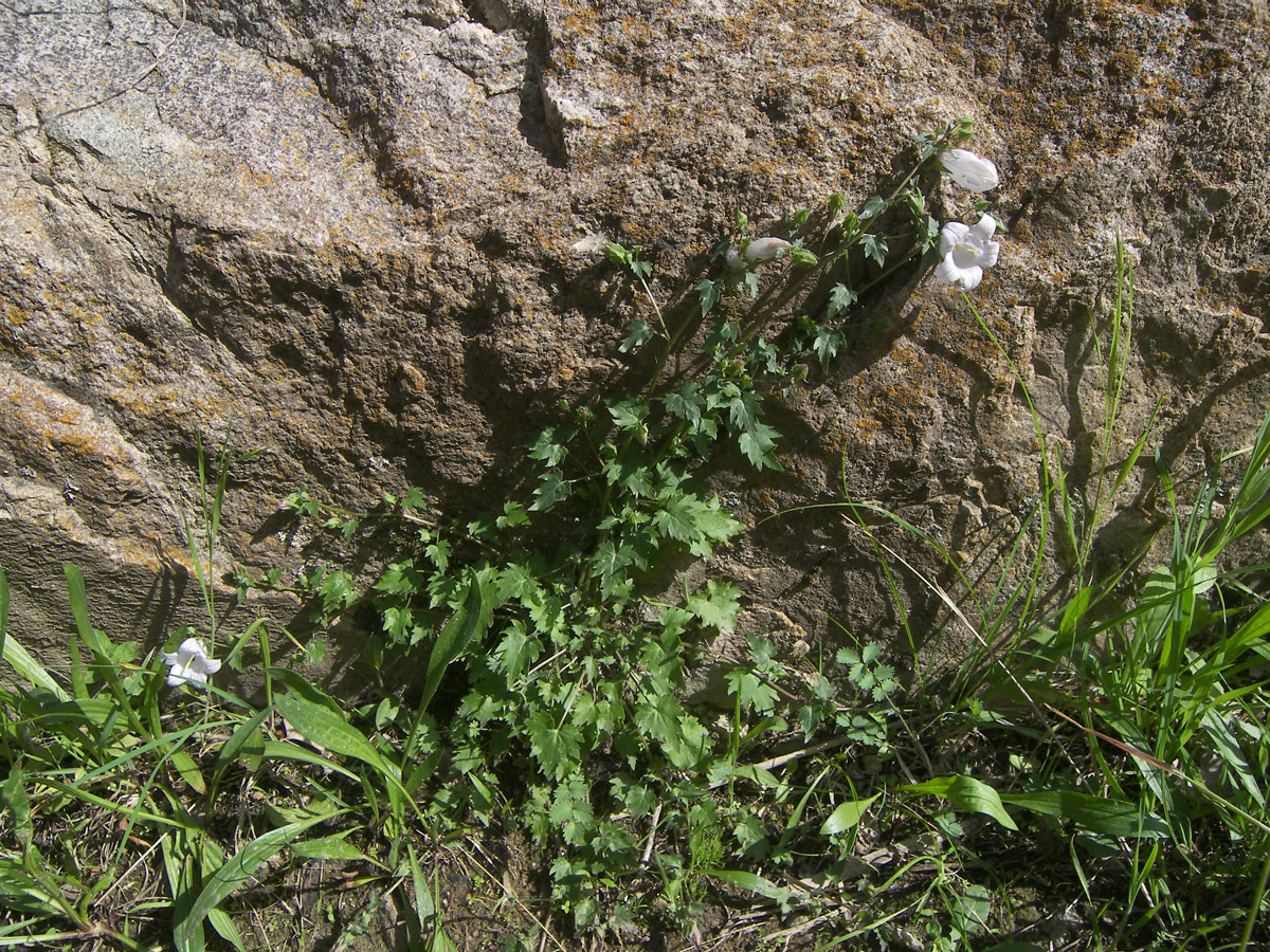 Image of Campanula armena specimen.