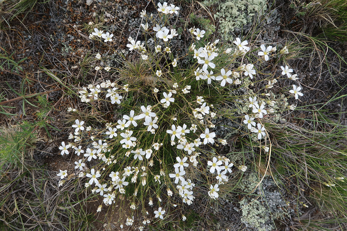 Image of Eremogone meyeri specimen.