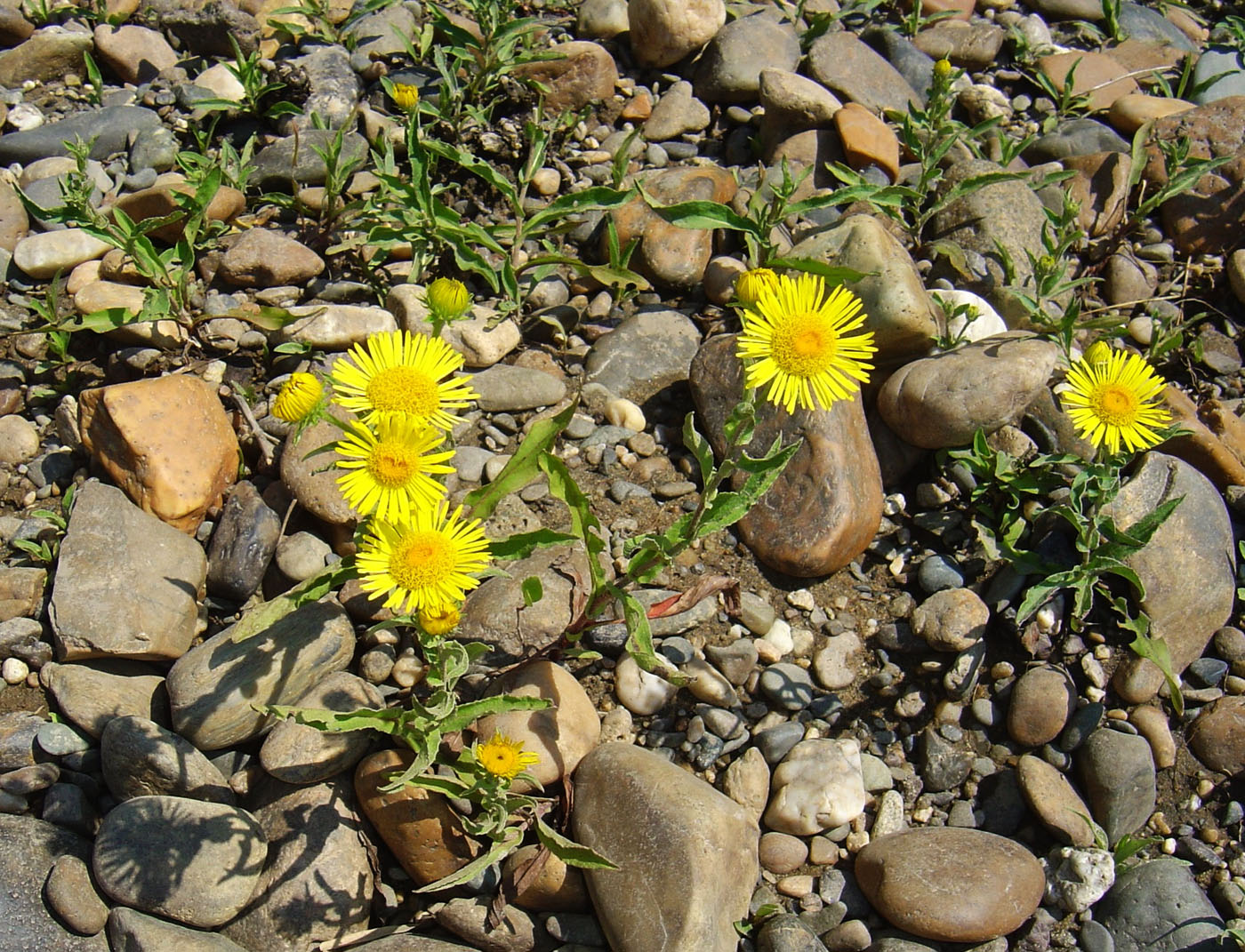 Изображение особи Inula britannica.