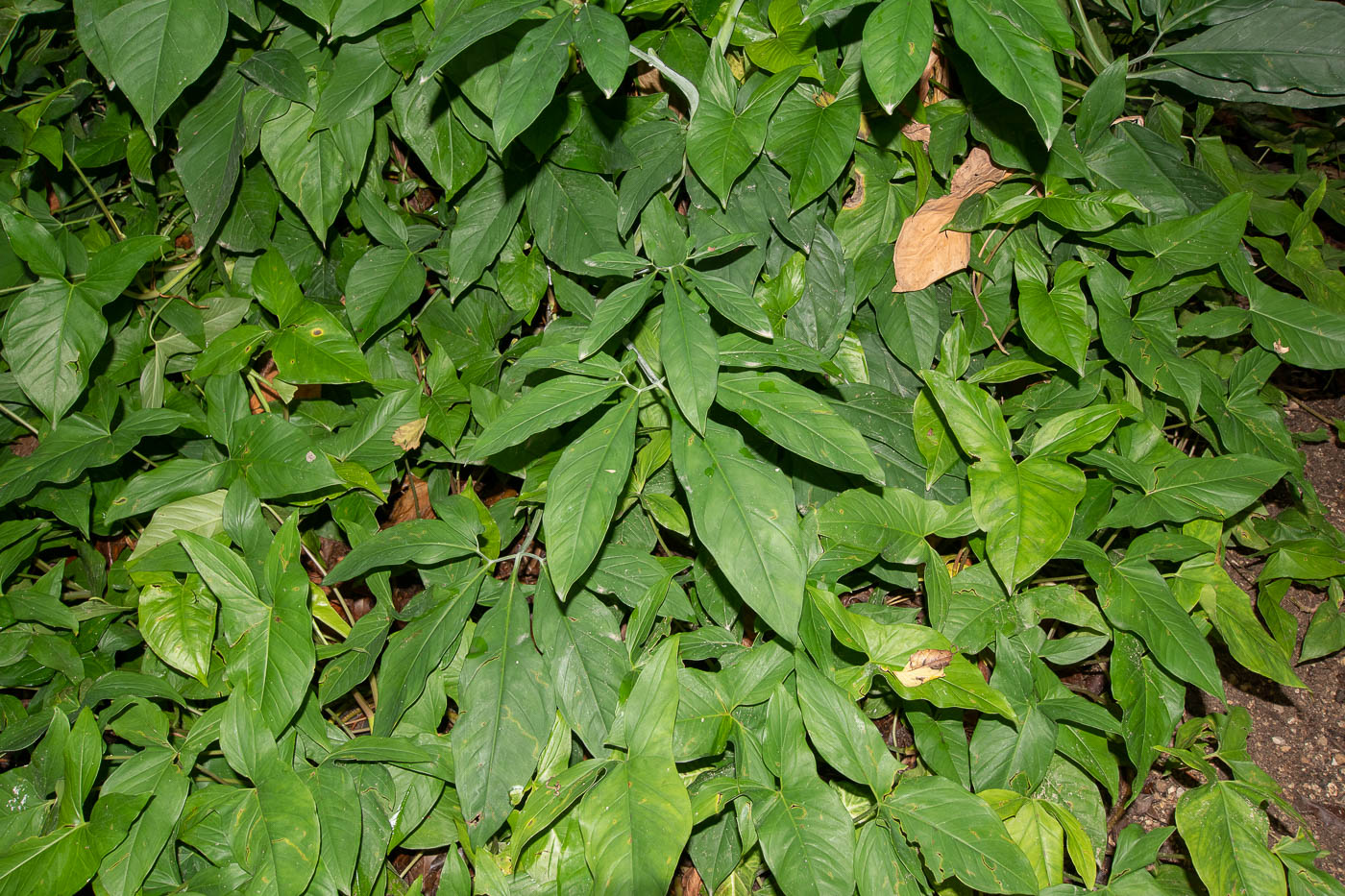 Image of Syngonium podophyllum specimen.