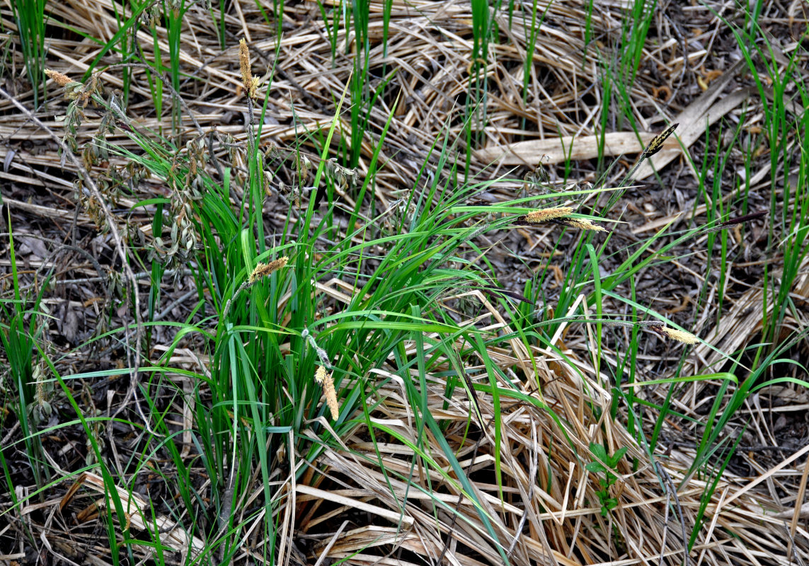 Image of genus Carex specimen.