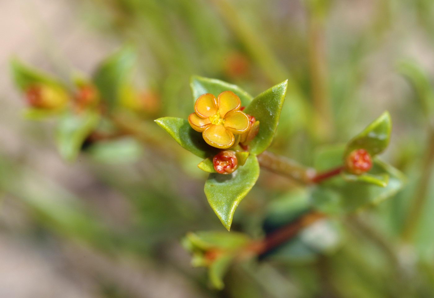 Изображение особи Euphorbia sclerocyathium.