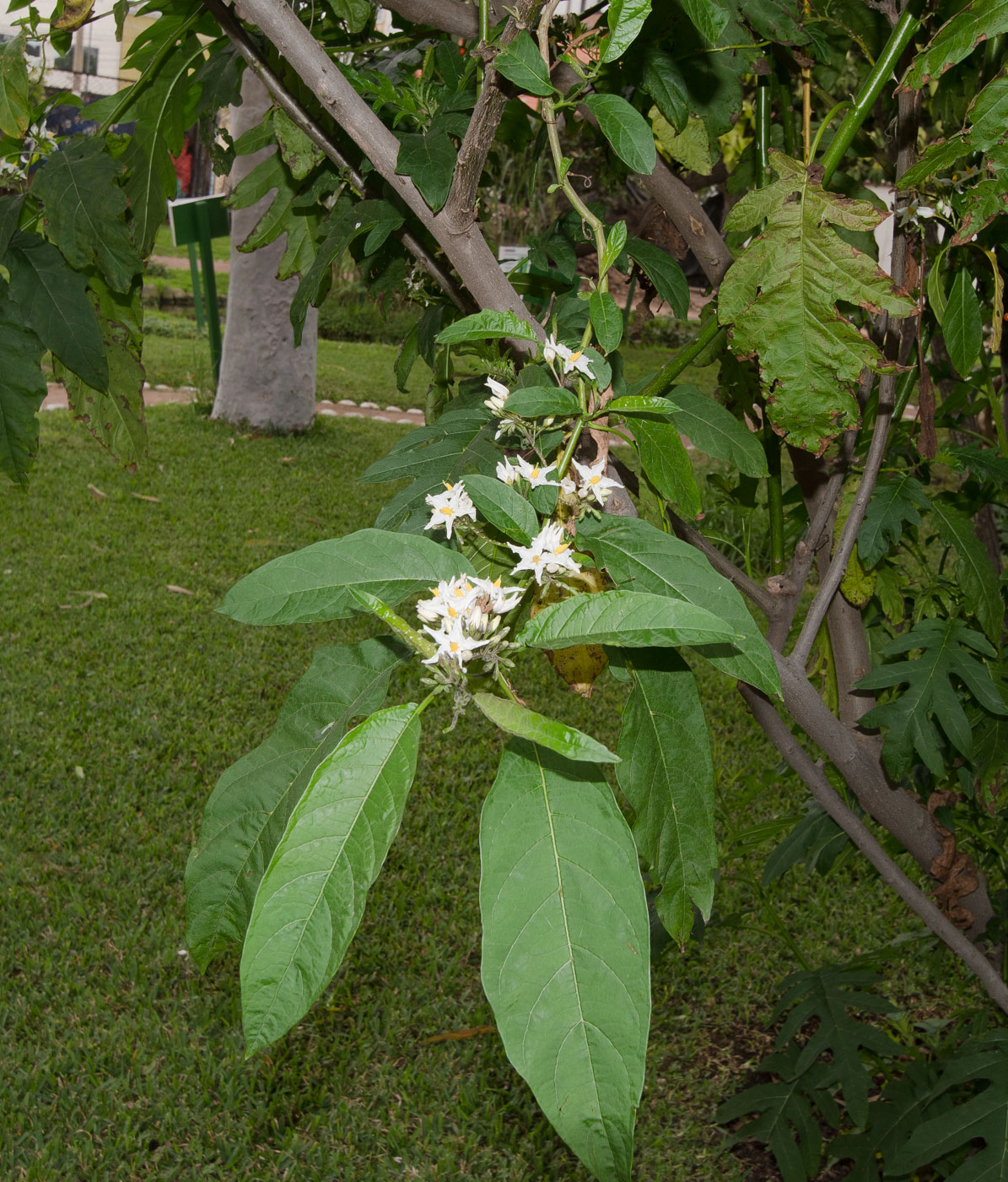 Image of Solanum caricaefolium specimen.