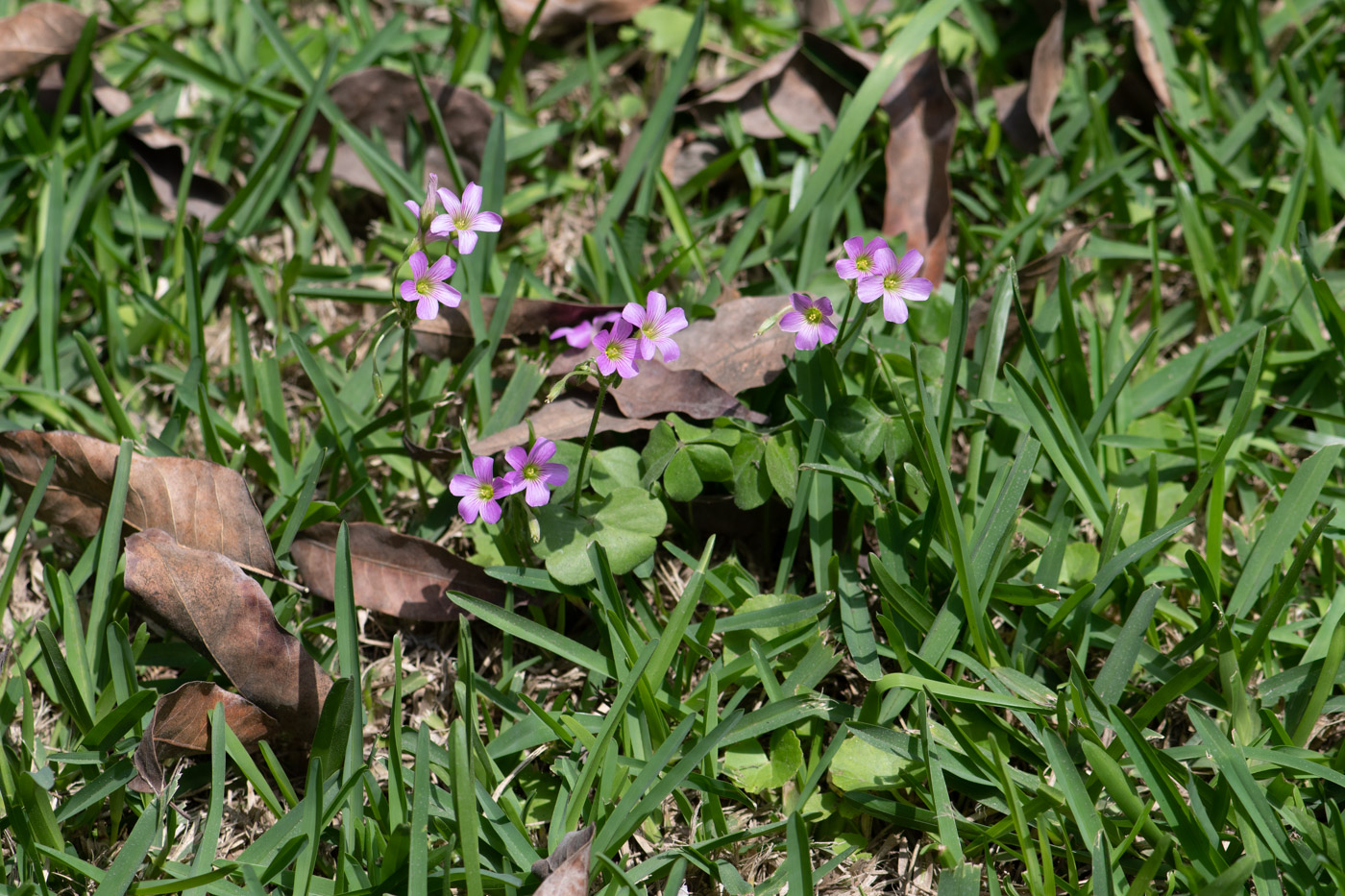 Изображение особи род Oxalis.