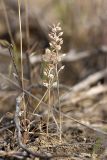 Alyssum turkestanicum разновидность desertorum. Засохшее плодоносящее растение. Пустыня Кызылкум. 03.05.2010.