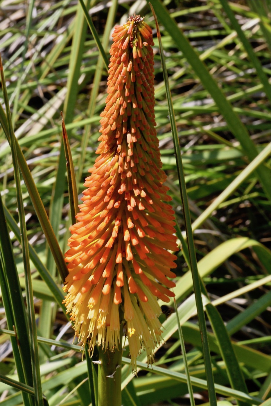 Image of Kniphofia uvaria specimen.