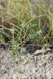 Astragalus filicaulis. Цветущее растение. Южный Казахстан, пустыня Кызылкум. 04.05.2010.