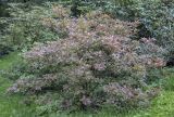 Rhododendron molle подвид japonicum. Плодоносящее растение с осенней окраской листьев. Санкт-Петербург, Ботанический сад БИН РАН, дендрарий. 09.09.2020.